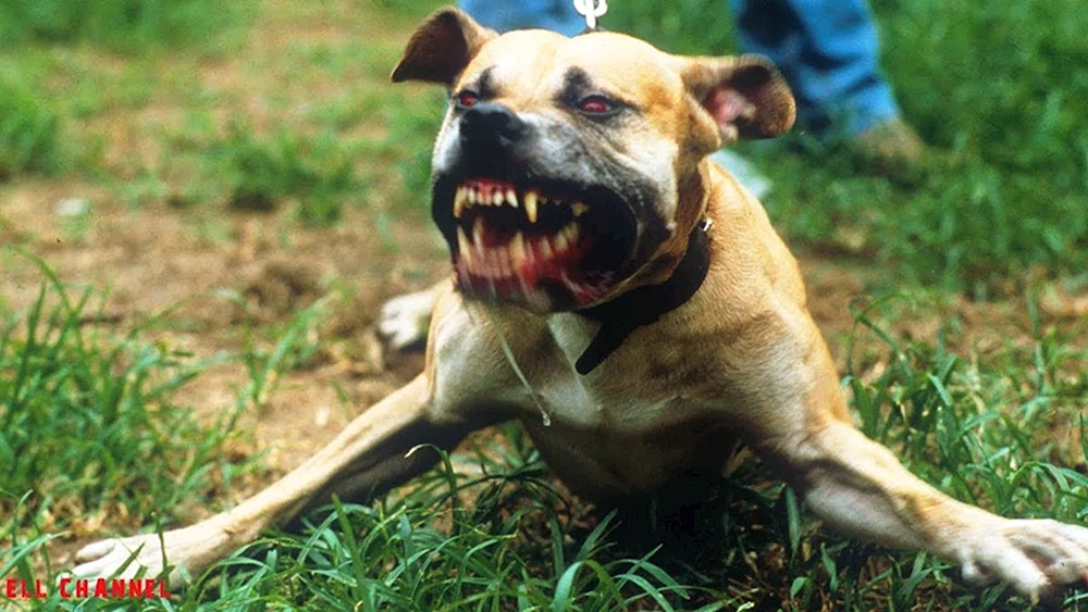 Rottweiler Kämpfe