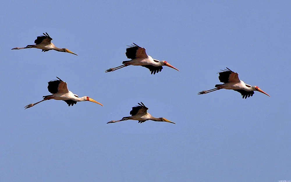 Weißstörche Storch von Weißrussland