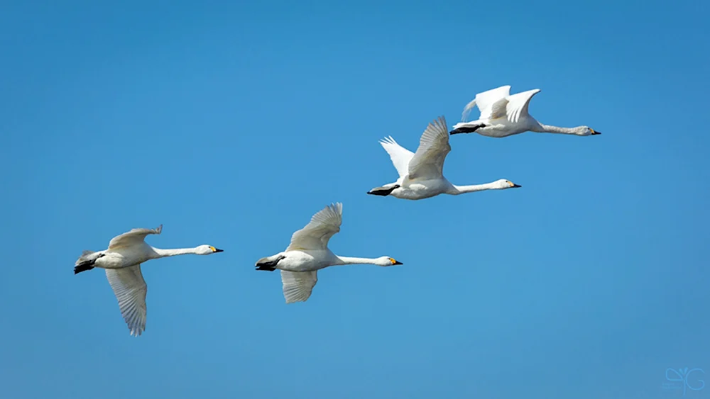 Schwäne im Flug