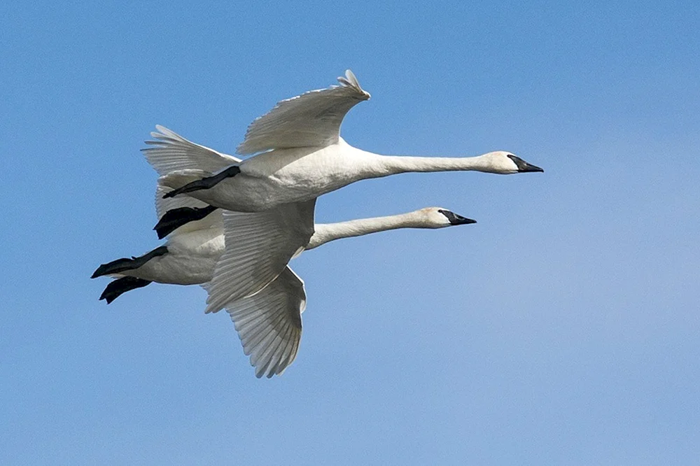Schwäne fliegend im Himmel