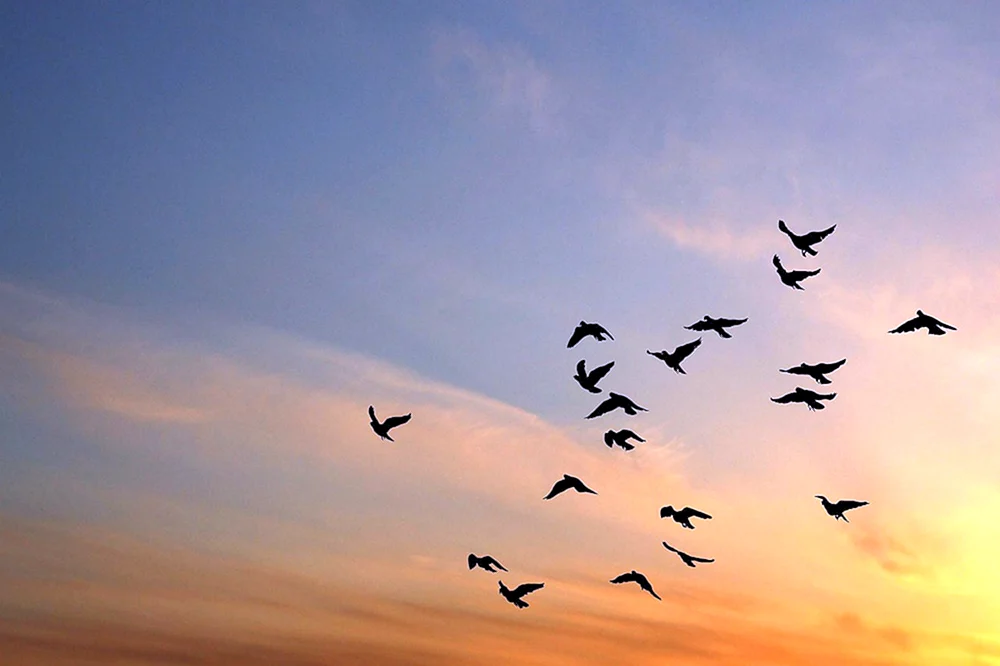 Vogel im Flug
