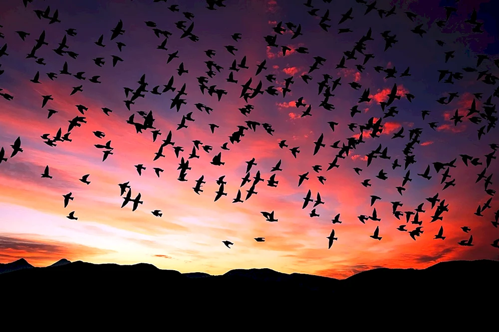 Vogel im Flug