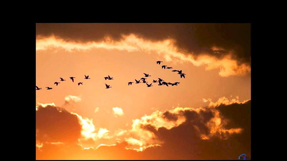 Vögel im Flug. Vögel Kranichkeil