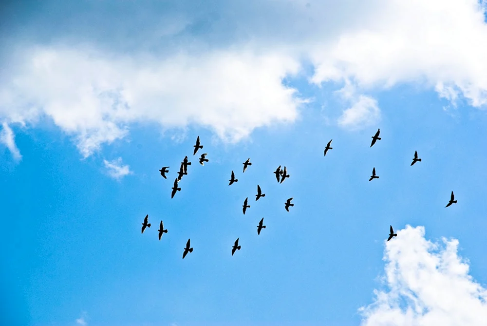 Vögel fliegen am Himmel