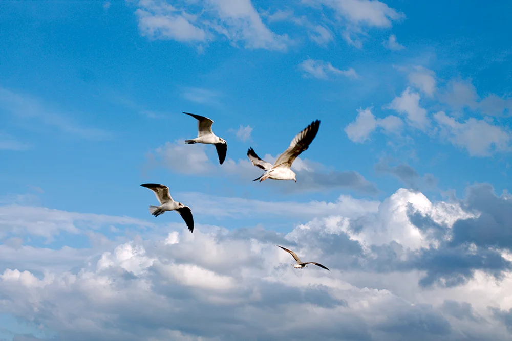 Vögel fliegend