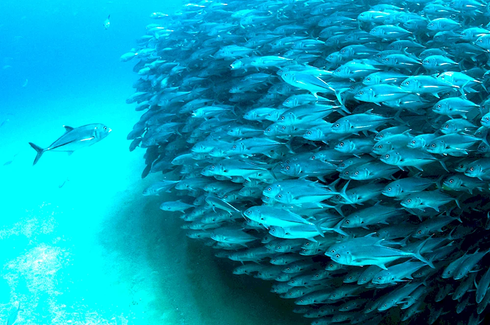 Standfisch