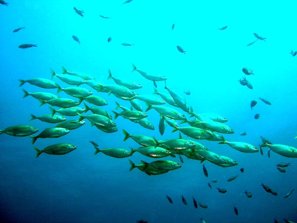 Standfisch
