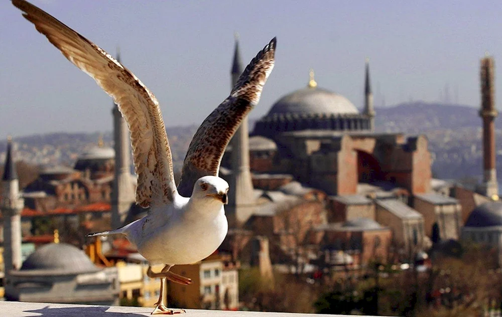 Vögel der Türkei Antalya-Küste