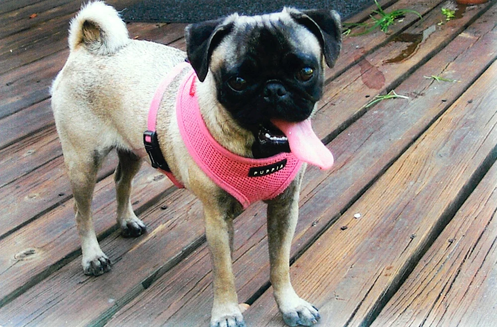 Bulldogge Standard MOPSA RKF