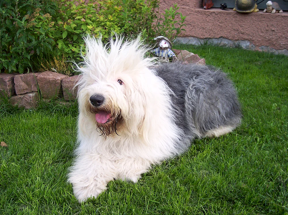 Old English Sheepdog Bobtail