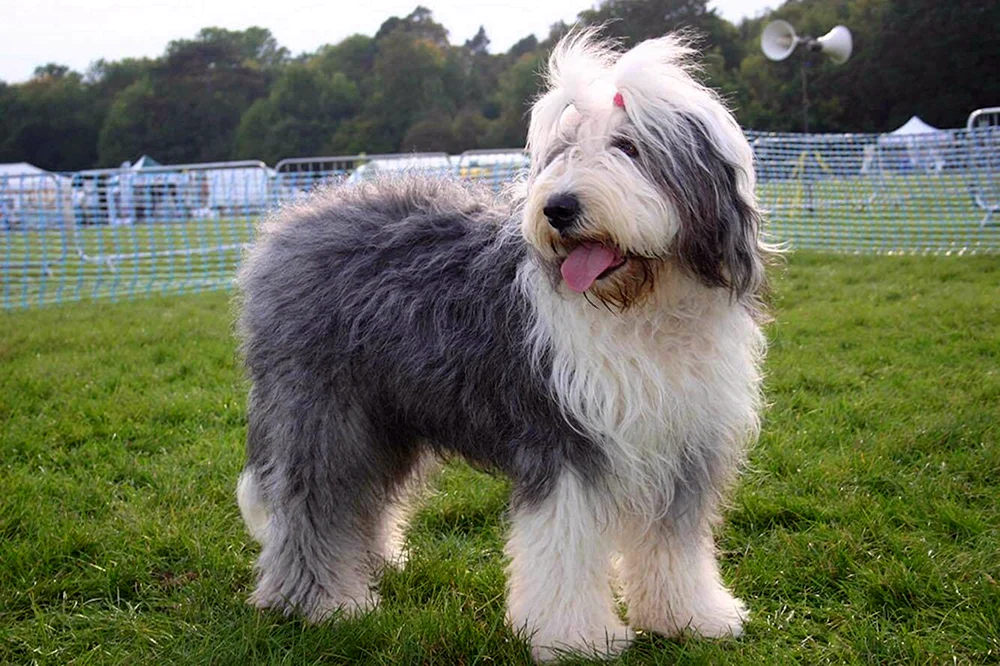 Altenglischer Bobtail-Schäferhund