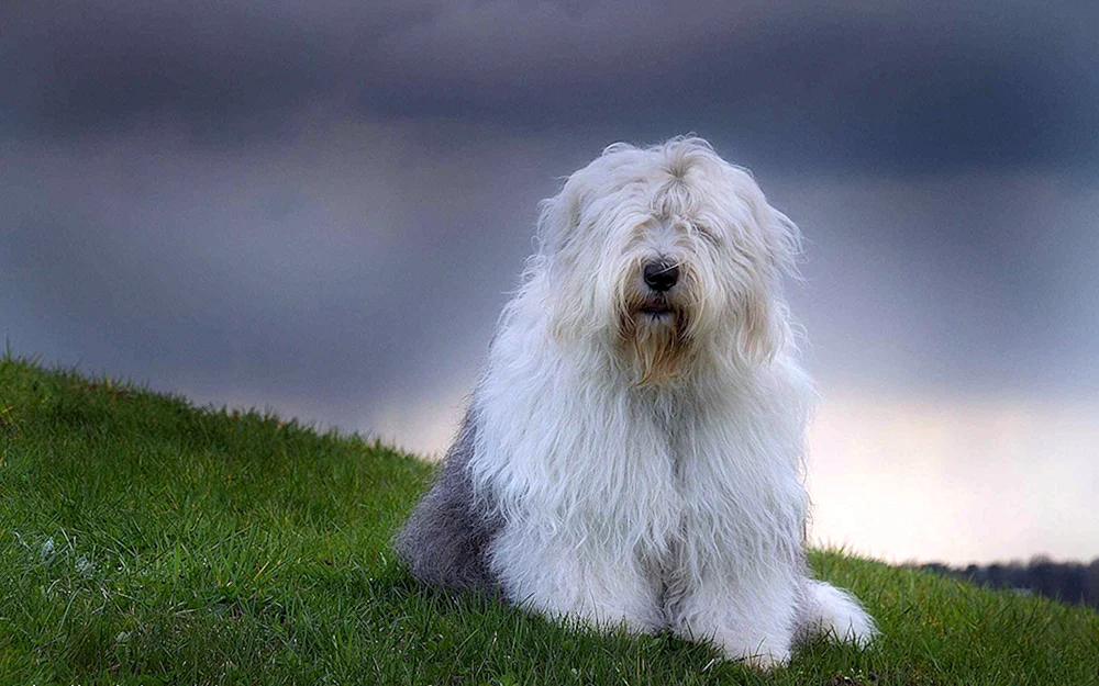 Altenglischer Schäferhund Bobtail