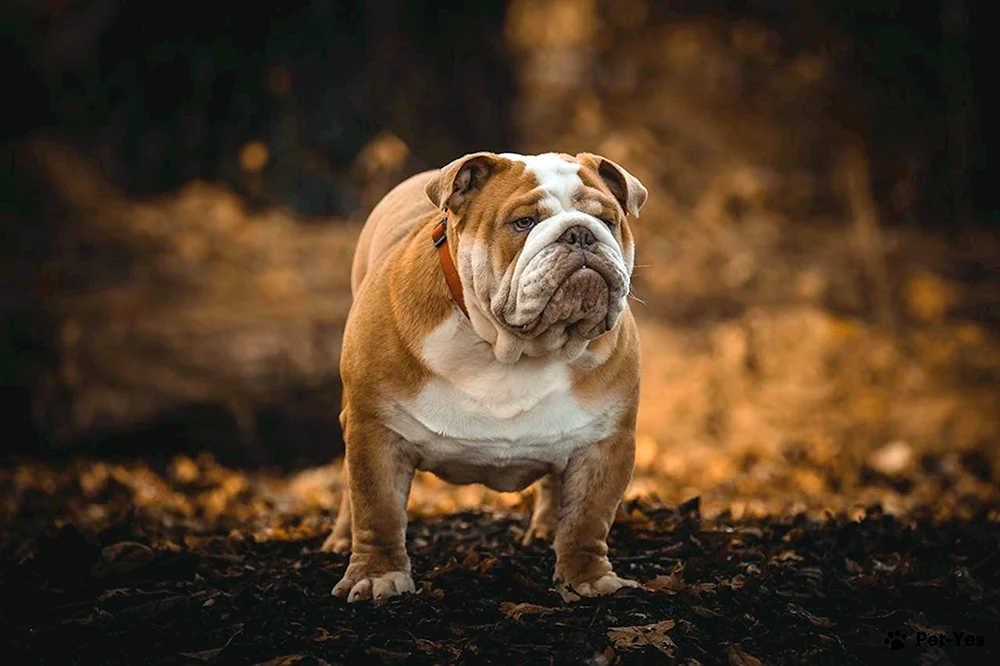 Irische Bulldogge Hunderasse