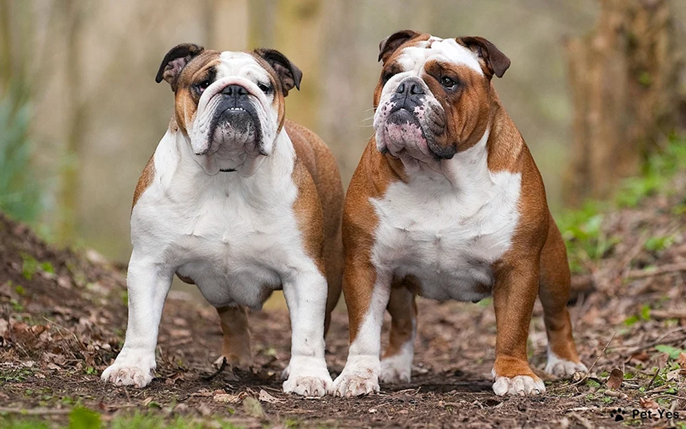 Alte Englische Bulldogge Rasse