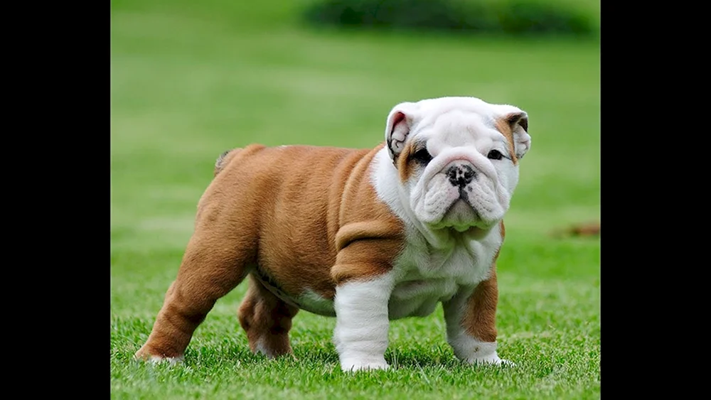 Englische Bulldogge Welpen