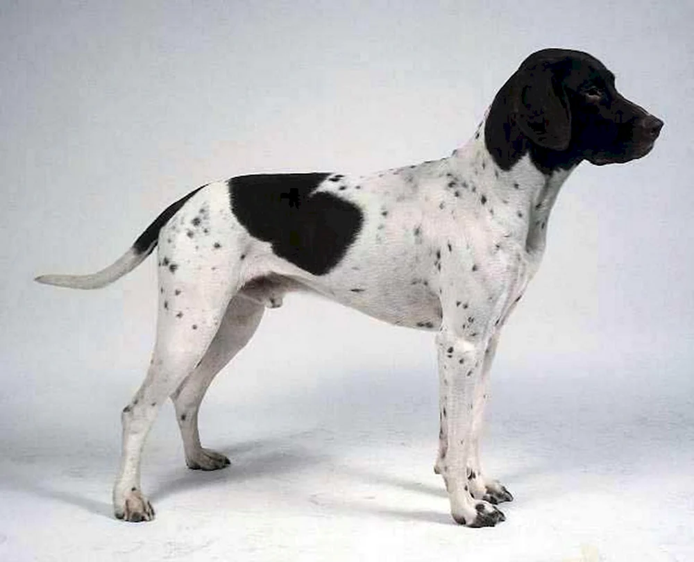 Starodatsky Pointer