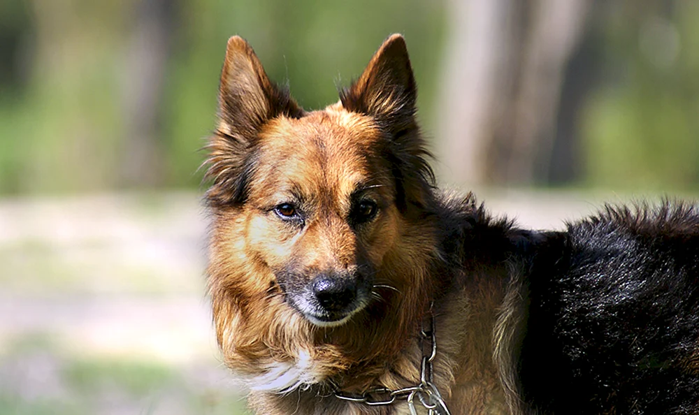 Deutscher Hund
