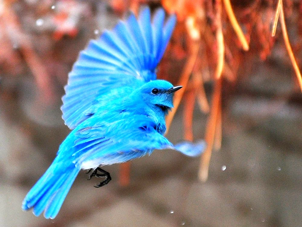 Blauer Buschhäher