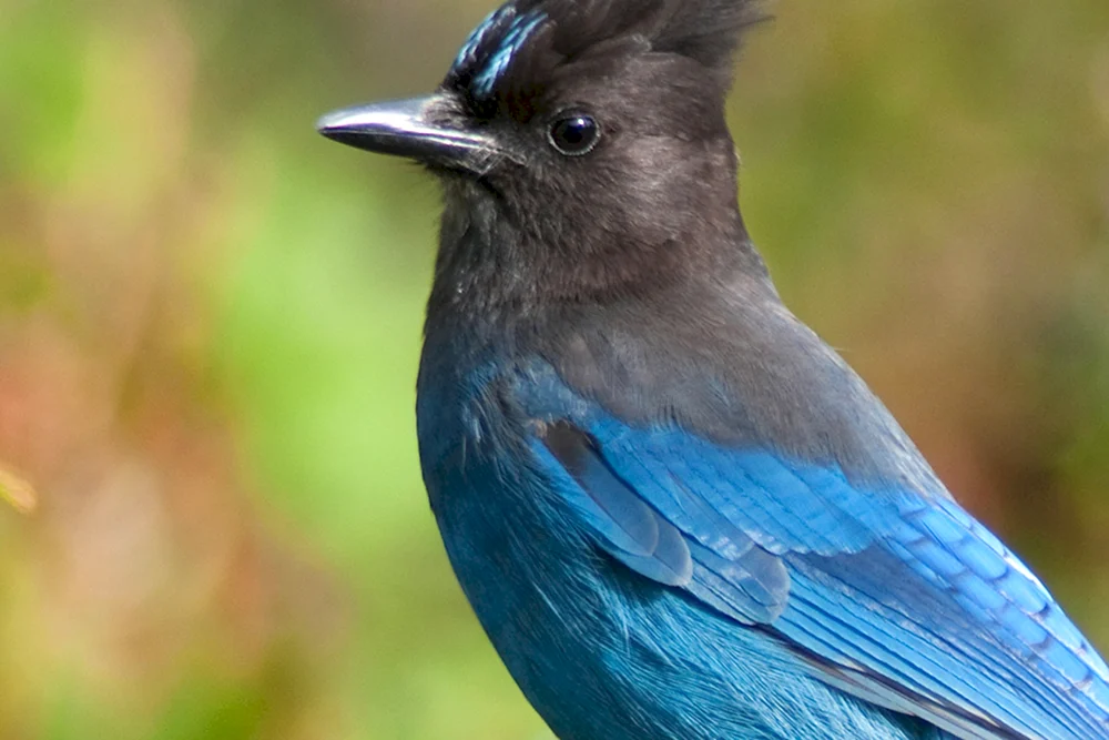 Blauer Sialyla-Blauhäher