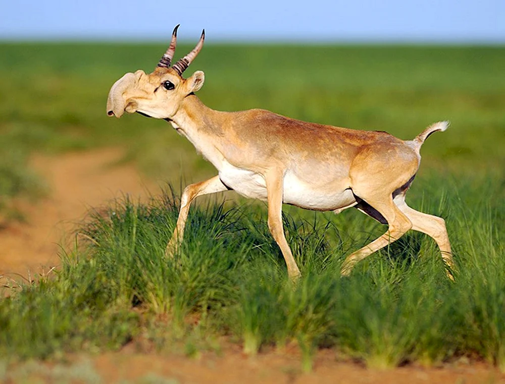 Steppentiere der Steppe Saiga