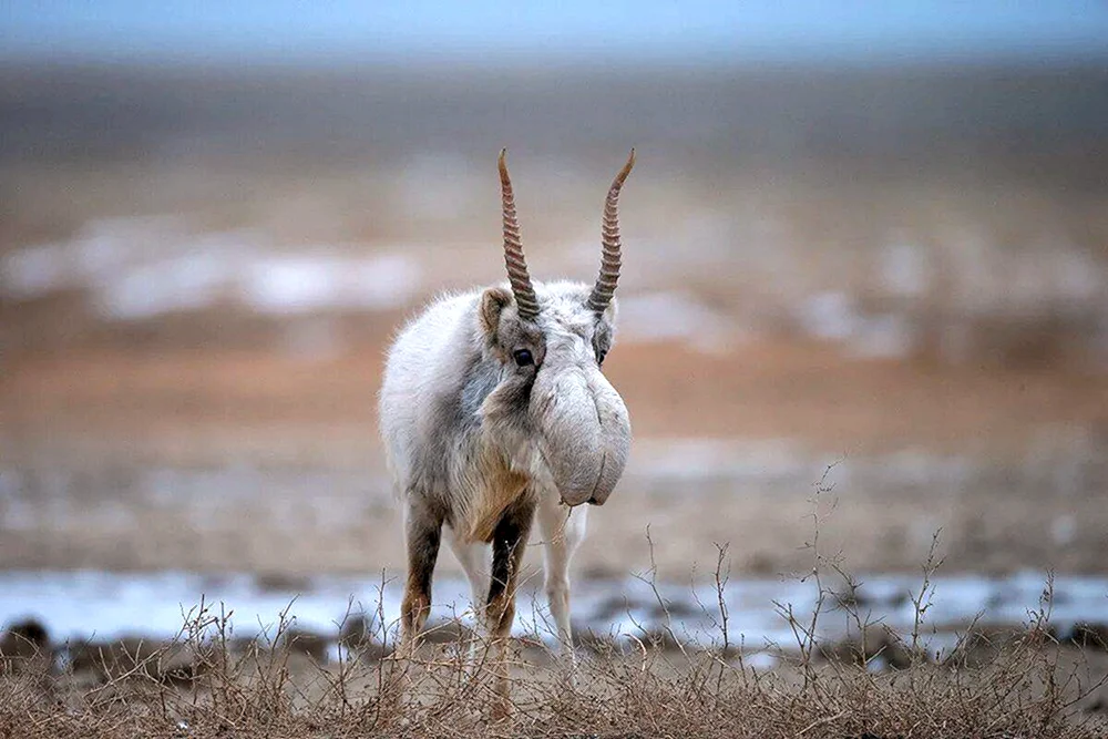 Saiga Saiga
