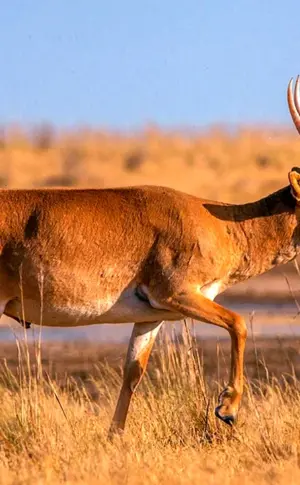 Saigaantilope Saigaantilope Saigaantilope Saigaantilope Saigaantilope Saigaantilope Saigaantilope Saigaantilope Saiga
