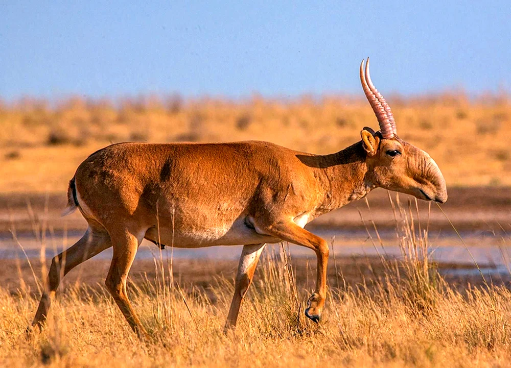 Saigaantilope Saigaantilope Saigaantilope Saigaantilope Saigaantilope Saigaantilope Saigaantilope Saigaantilope Saiga