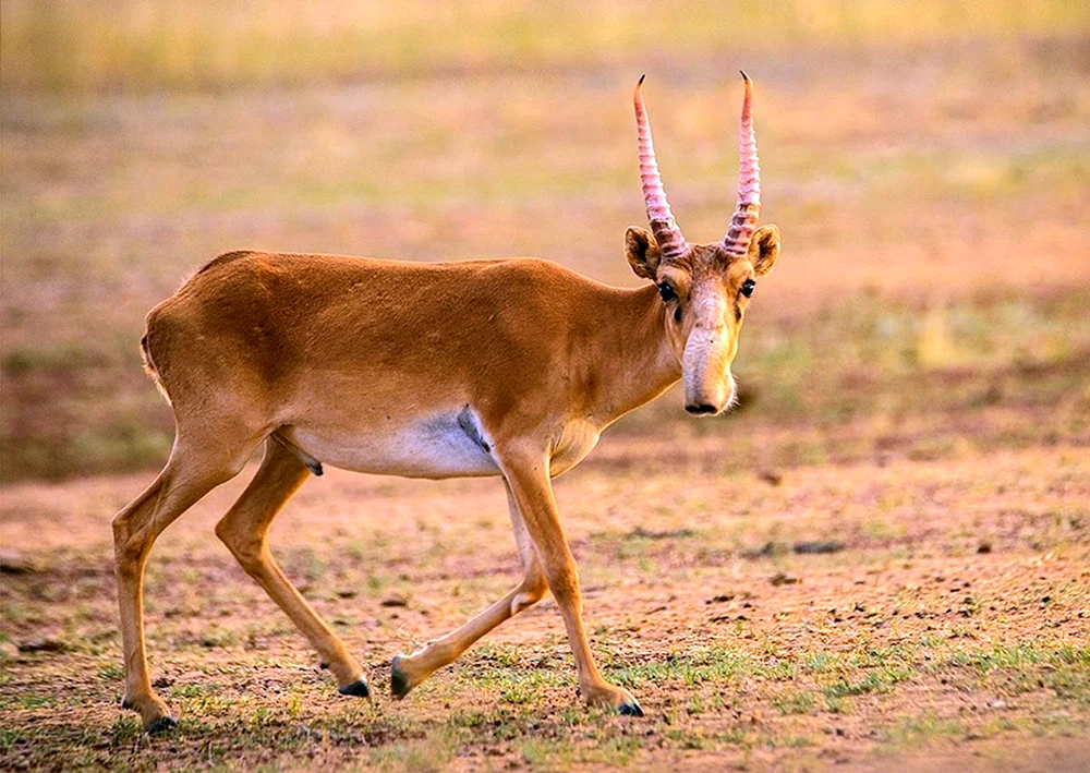 Antilope Saiga