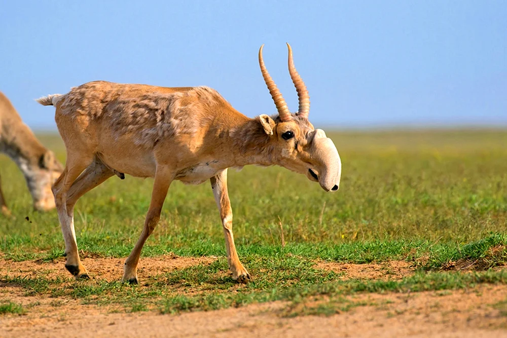 Antilope Saiga