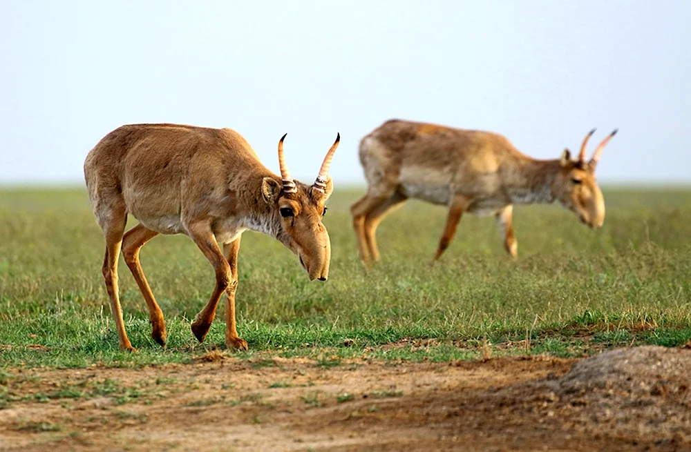 Saiga Antilope Saiga