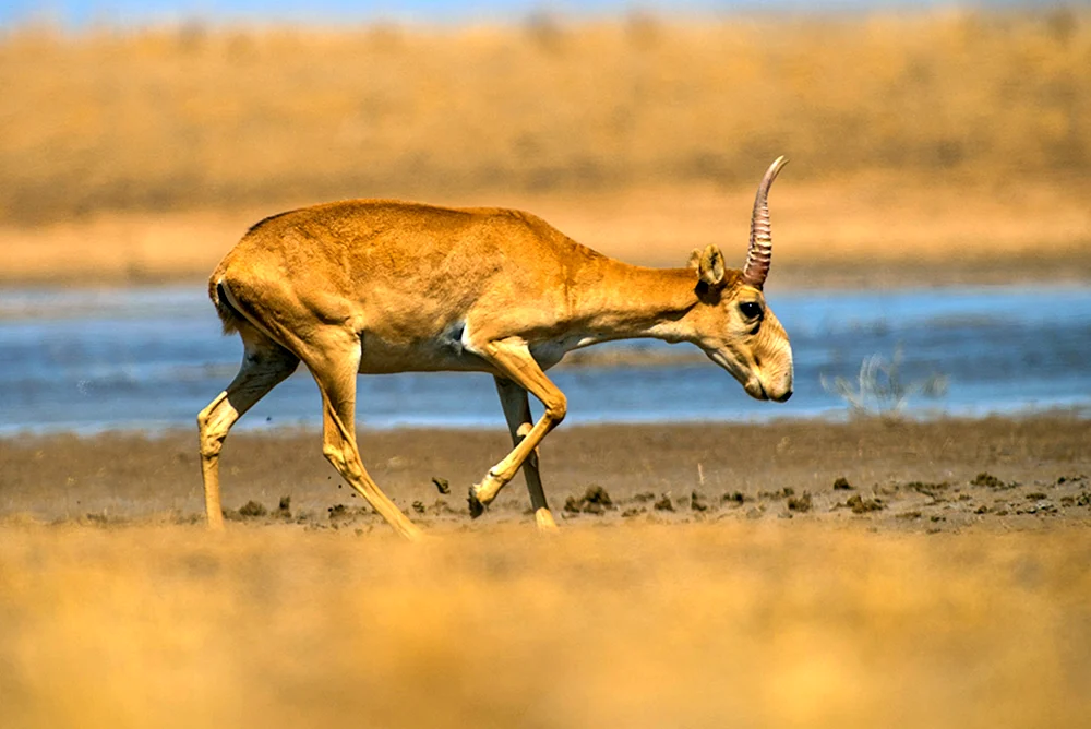 Saiga Antilope Saiga