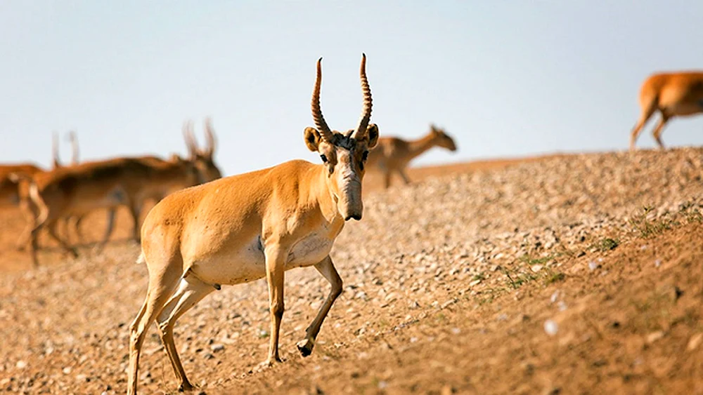 Saiga Antilope Saiga