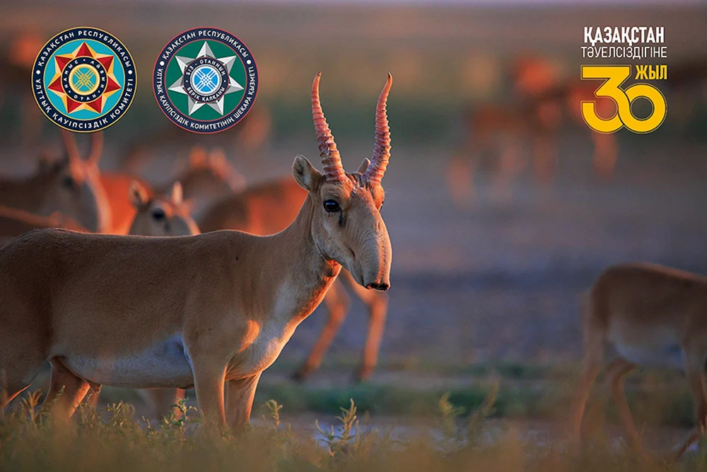 Astrakhan Steppe Saiga