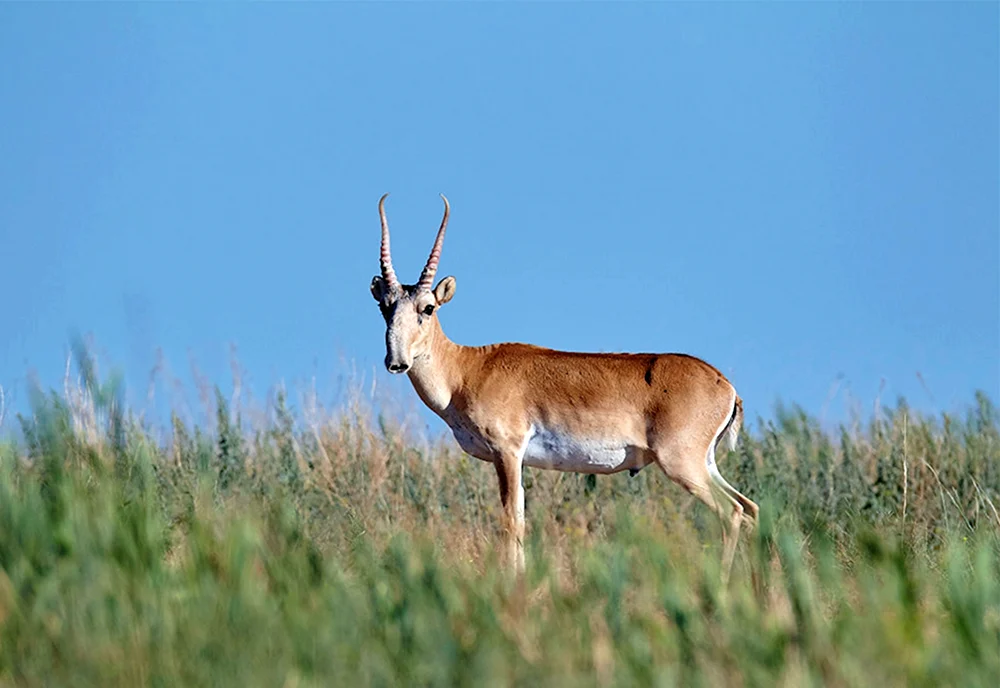 Antelope Saiga