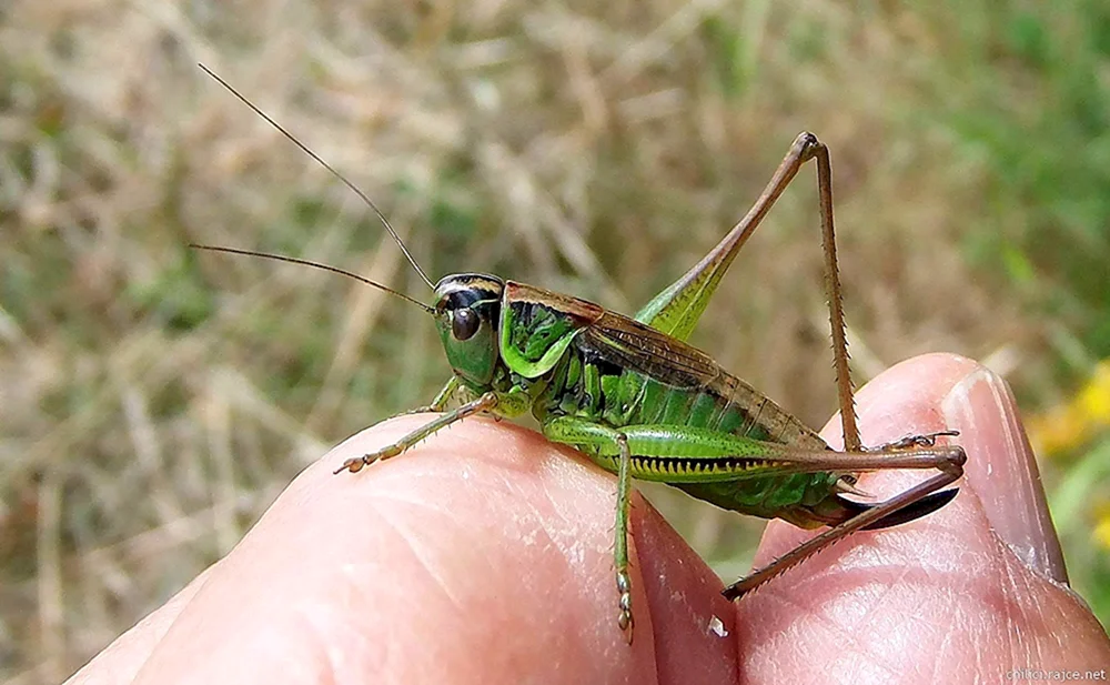 Grasschrecke und Heuschrecke