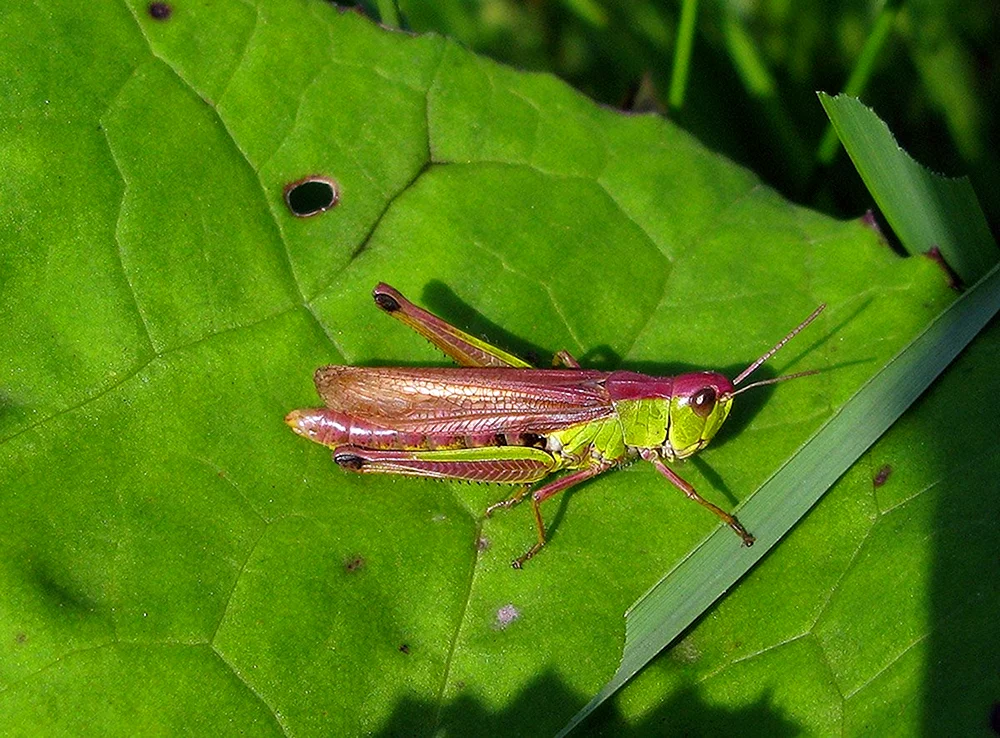Lammfalter