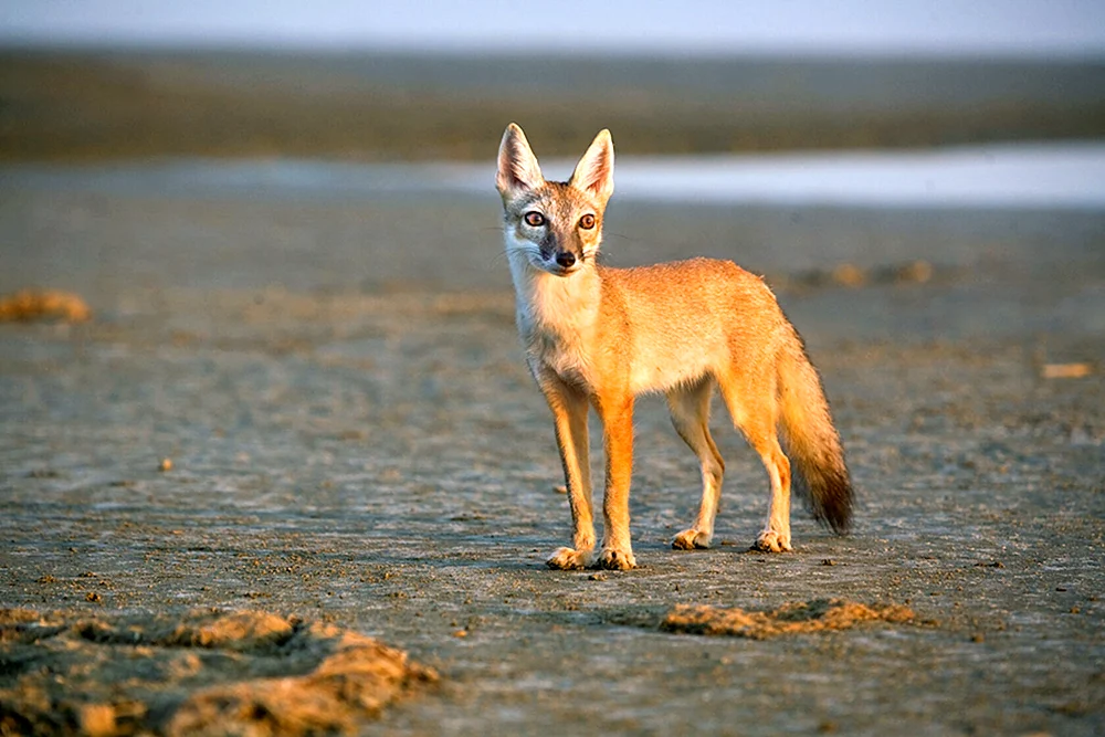 Steppenfuchs Korsak