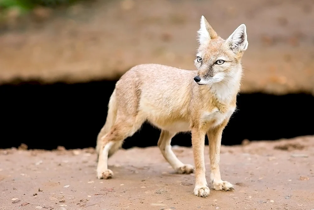 Vixen Korsak