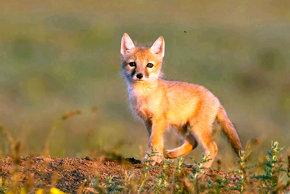 Steppenfuchs Korsak