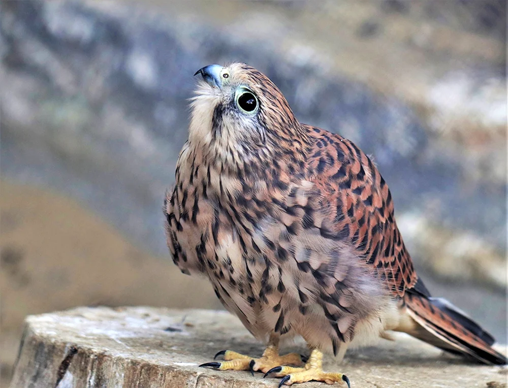 Falkenfalke
