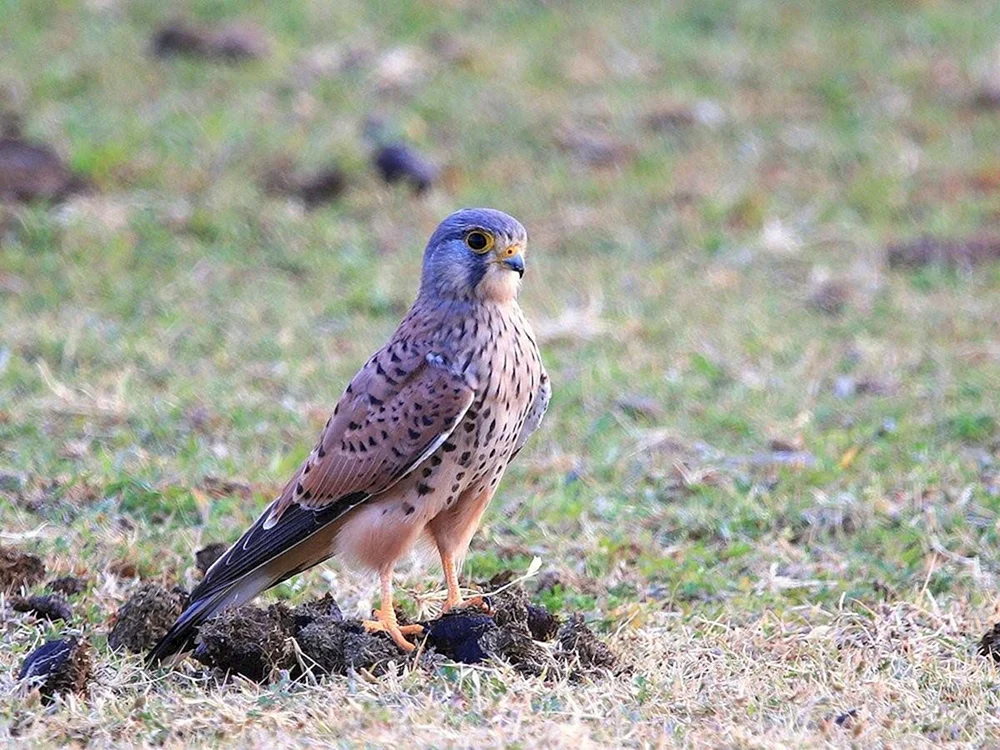 Rötelfalke Falco tinnunculus
