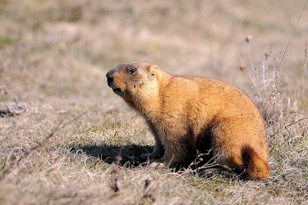 Alpenmurmeltier Marmota Bobak