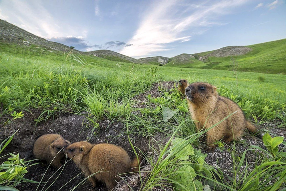 Alpenmurmeltier Marmota Bobak