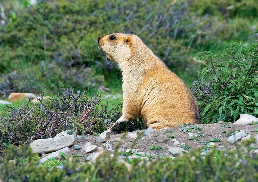 Alpenmurmeltier Marmota Bobak
