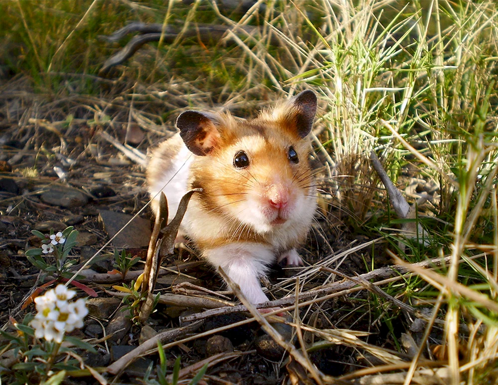 Steppenhamster Carbysch