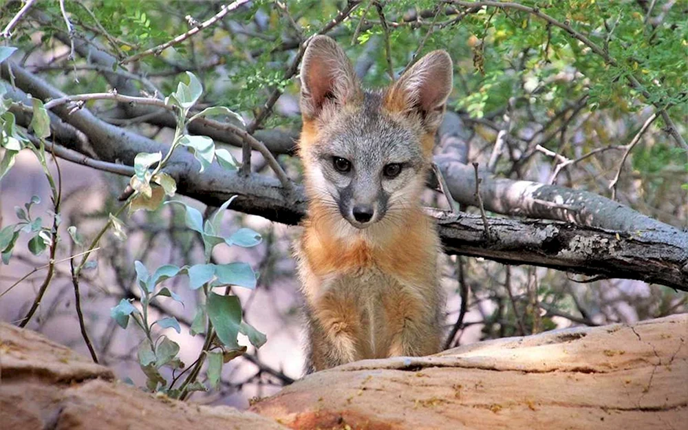 Westfuchs Korsak