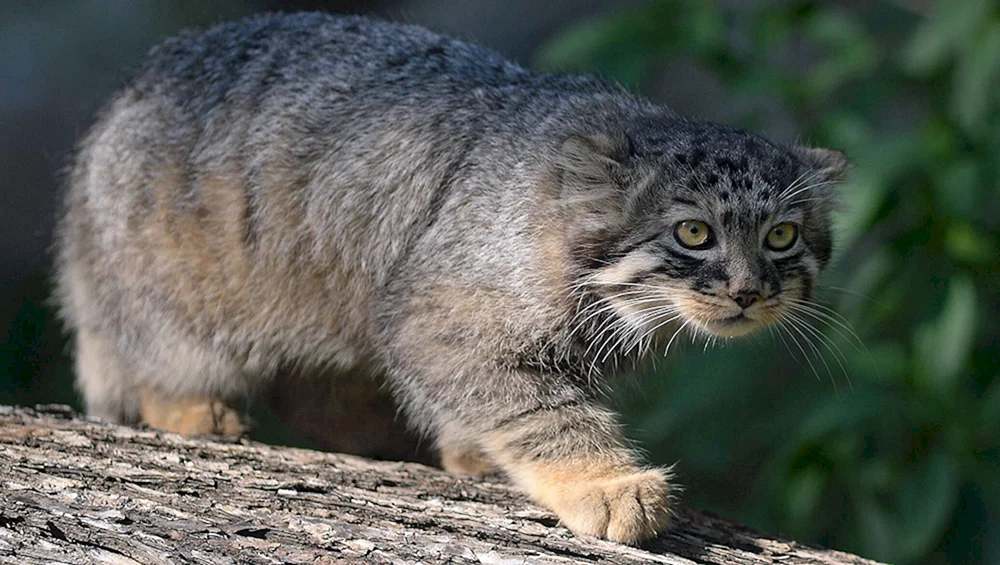 Europäische Schilfwaldkatze