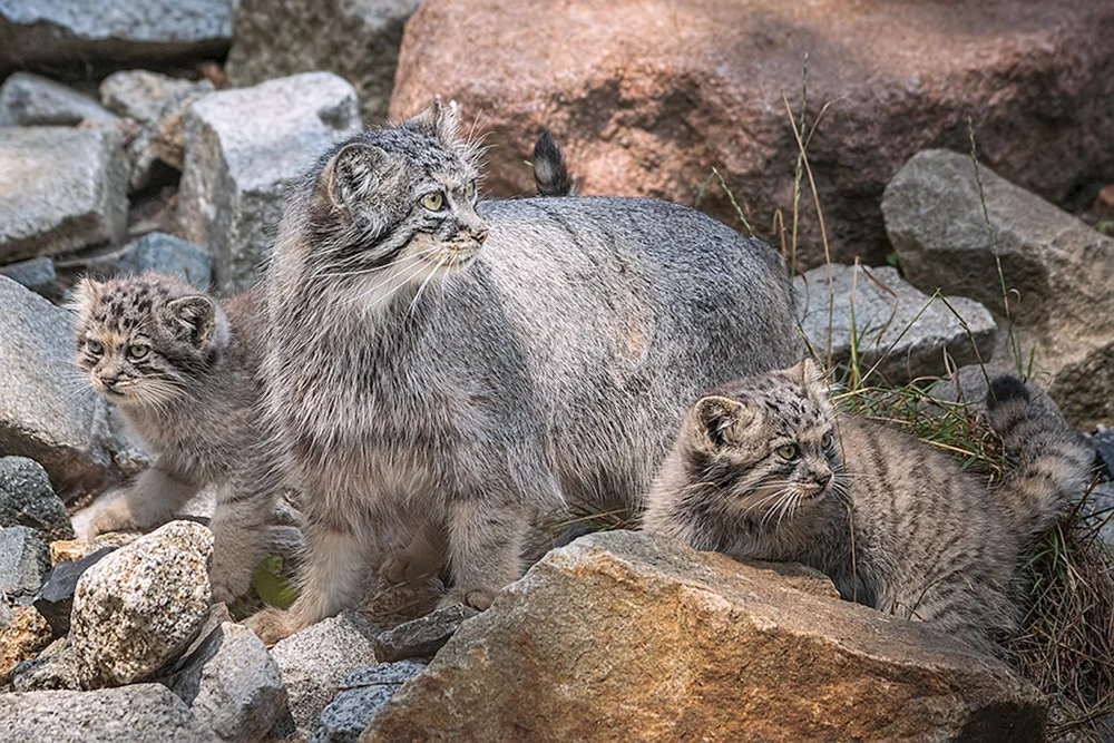 Steppenkatze Manul