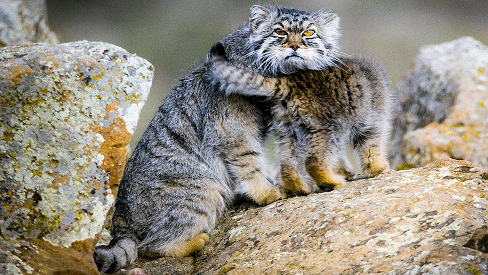 Steppenkatze Manul