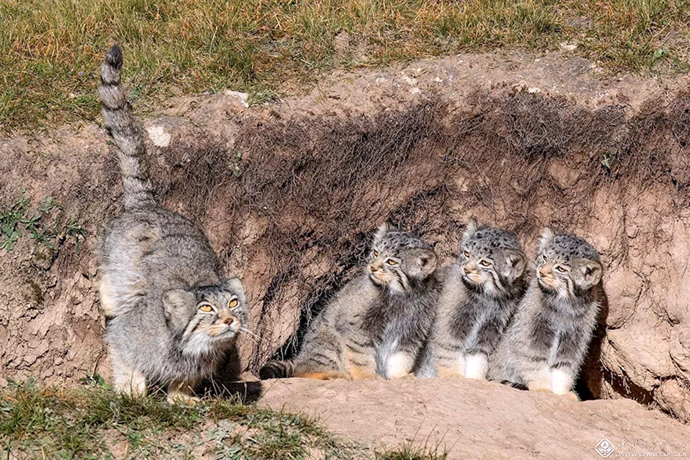 Steppenkatze Manul mit Kätzchen